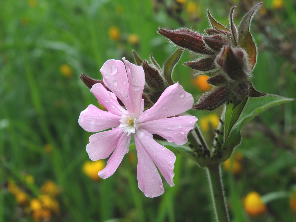 Silene latifolia / Silene bianca